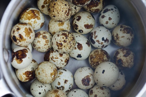 quail eggs_7326